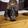 cat, tabby_cat, fluffy, pet, animal, indoor, wooden_table, couch, cushion, living_room, furniture, domestic_cat, sitting, orange_eyes, long_hair, home, cozy, table, quiet, calm