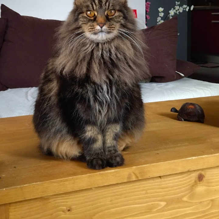 Mimine participe au concours pour gagner de l'argent avec cette photo : animal, calm, cat, couch, cozy, cushion, domestic_cat, fluffy, furniture, home, indoor, living_room, long_hair, orange_eyes, pet, quiet, sitting, tabby_cat, table, wooden_table