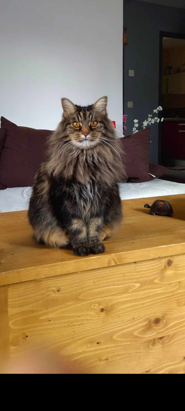 Mimine participe au concours pour gagner de l'argent avec cette photo : cat, tabby_cat, fluffy, pet, animal, indoor, wooden_table, couch, cushion, living_room, furniture, domestic_cat, sitting, orange_eyes, long_hair, home, cozy, table, quiet, calm