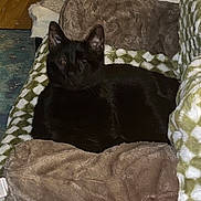 Batman joined the competition — help win amazing prizes! black_cat, cat, blanket, brown_pillow, orange_box, soft_texture, indoor, pet, feline, resting, cozy, patterned_blanket, wood_floor, carpet, relaxed, animal, domestic_cat, fur, ear, whiskers