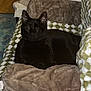black_cat, cat, blanket, brown_pillow, orange_box, soft_texture, indoor, pet, feline, resting, cozy, patterned_blanket, wood_floor, carpet, relaxed, animal, domestic_cat, fur, ear, whiskers