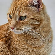 Rouquette a rejoint le concours — aidez-le/la à gagner de superbes lots ! cat, ginger_cat, close_up, fur, whiskers, animal, pet, portrait, outdoor, feline, mammal, ears, face, looking_away, calm, cute, domestic_cat, soft_texture, nature, young_cat