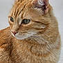 cat, ginger_cat, close_up, fur, whiskers, animal, pet, portrait, outdoor, feline, mammal, ears, face, looking_away, calm, cute, domestic_cat, soft_texture, nature, young_cat