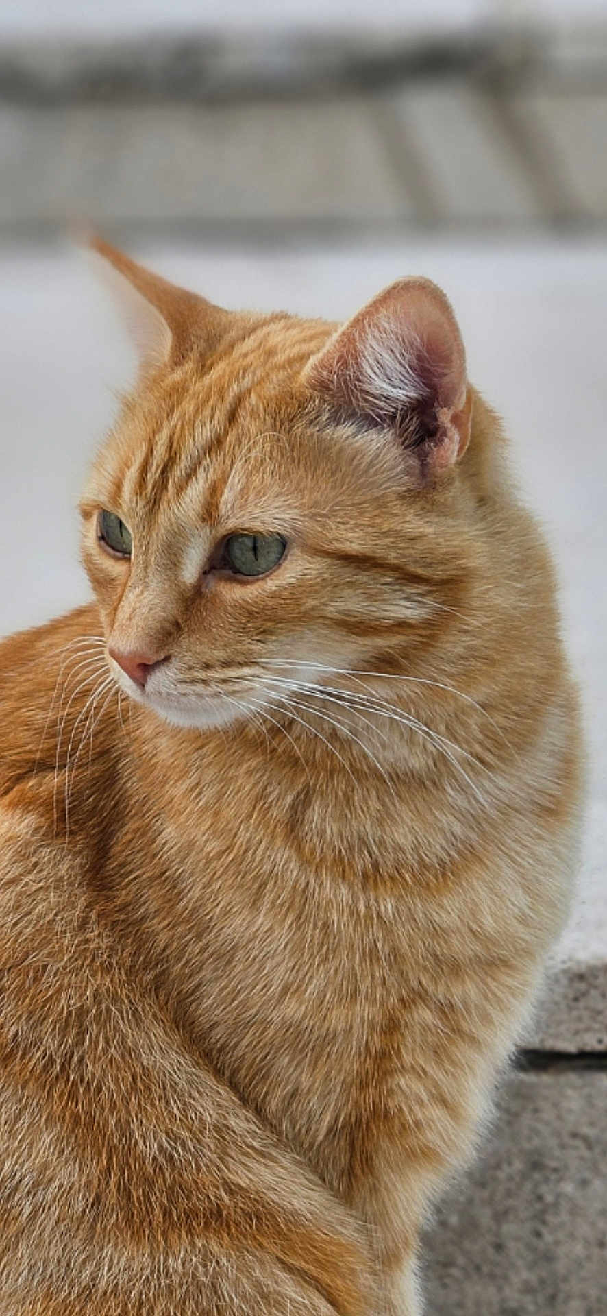 Rouquette a rejoint le concours — aidez-le/la à gagner de superbes lots ! cat, ginger_cat, close_up, fur, whiskers, animal, pet, portrait, outdoor, feline, mammal, ears, face, looking_away, calm, cute, domestic_cat, soft_texture, nature, young_cat