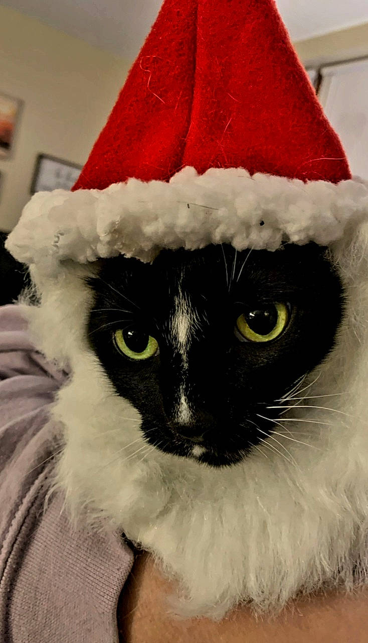 Shadow is registered to the contest to win money with this photo: cap, carmine, carnivore, cat, christmas, cone, costume_accessory, costume_hat, event, felidae, fictional_character, fur, hat, holiday, ornament, party_hat, santa_claus, small_to_medium_sized_cats, snout, whiskers