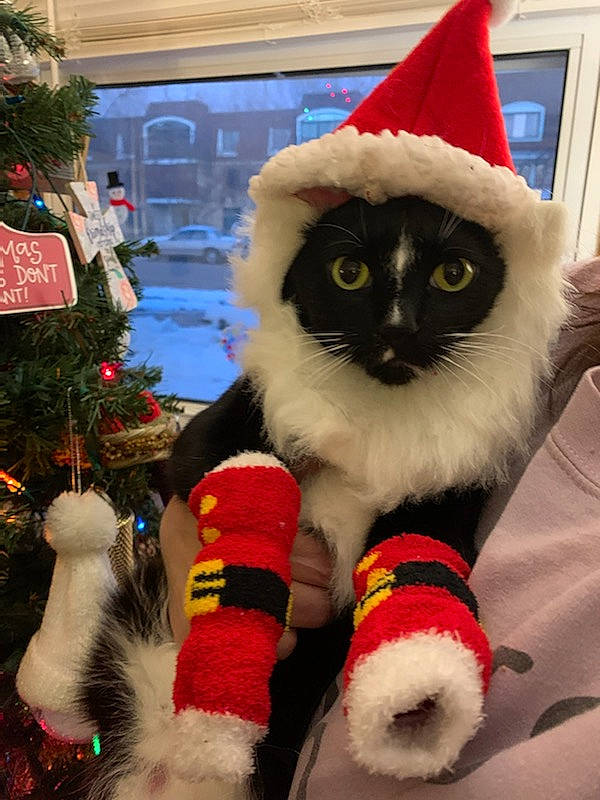 Shadow joined the competition — help win amazing prizes! carnivore, cat, christmas, christmas_eve, christmas_ornament, christmas_tree, costume_hat, event, fawn, felidae, fur, green, holiday, light, small_to_medium_sized_cats, snout, tail, tree, whiskers, white