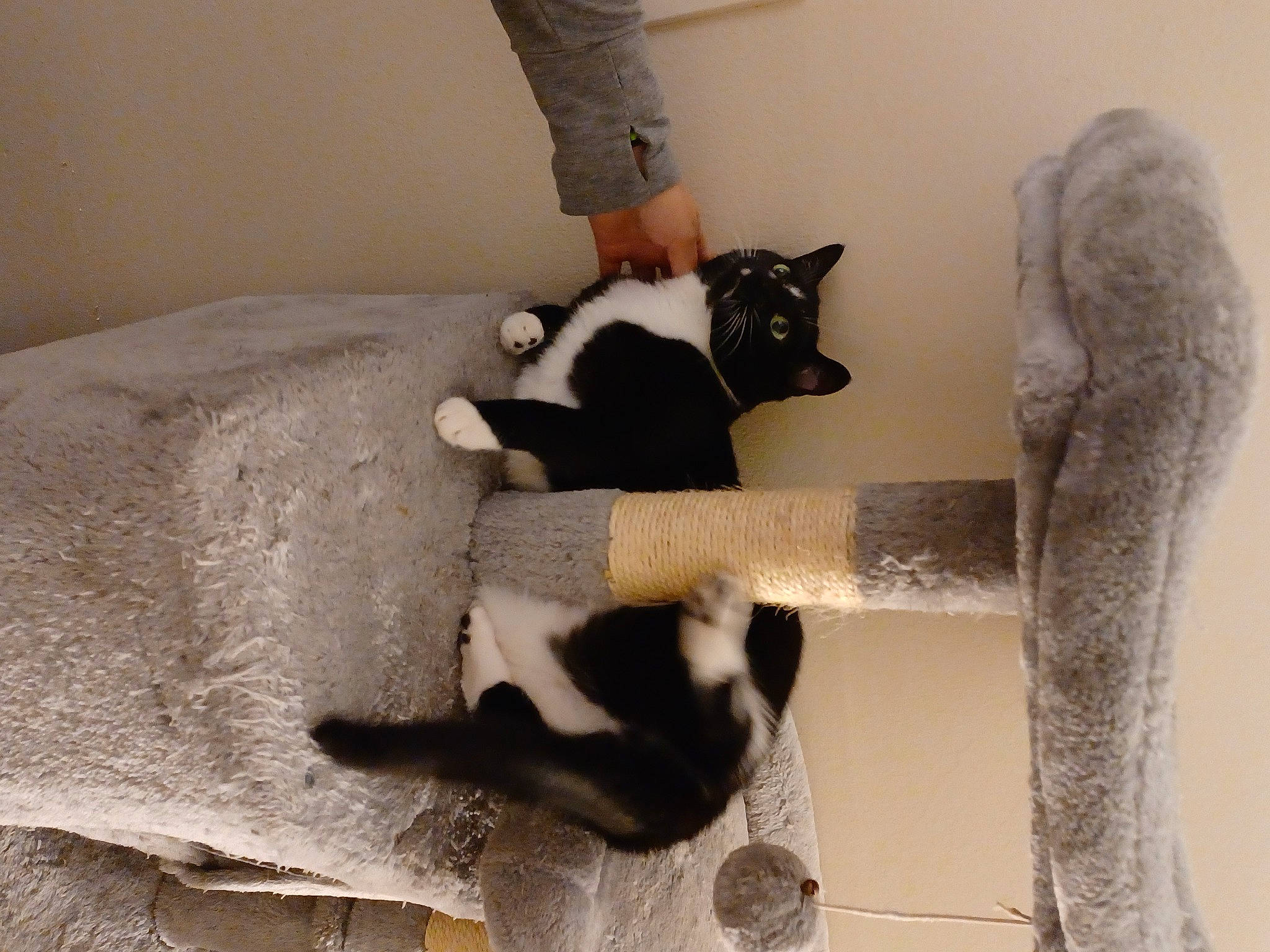 Shadow is registered to the contest to win money with this photo: carnivore, cat, cat_supply, comfort, domestic_short_haired_cat, felidae, flooring, fur, hardwood, mammal, pet_supply, room, shelf, small_to_medium_sized_cats, snout, stairs, tail, vertebrate, whiskers, wood