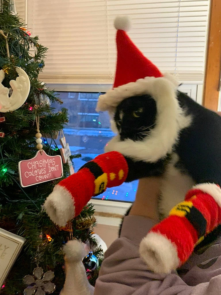 Shadow is registered to the contest to win money with this photo: carnivore, cat, christmas_decoration, christmas_ornament, christmas_tree, companion_dog, event, evergreen, felidae, fur_clothing, glove, holiday, holiday_ornament, mammal, ornament, santa_claus, snapshot, toy, tree, whiskers