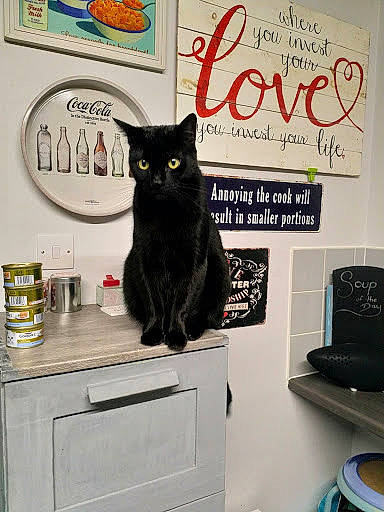 Freddie is registered to the contest to win money with this photo: black_cat, blackboard, carnivore, cat, domestic_short_haired_cat, felidae, room, small_to_medium_sized_cats, whiskers