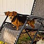 dog, calico_cat, lawn_chair, outdoor, backyard, grass, pet, animal, fence, sunlight, relaxing, curious, small_dog, brown_dog, black_dog, white_cat, orange_cat, nature, daytime, resting
