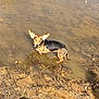 dog, water, mud, outdoor, animal, ear, brown, black, muddy_bank, shallow_water, sunlight, shadow, curious, pet, canine, nature, daylight, ground, small_dog, standing