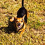 dog, outdoor, grass, sunlight, small_dog, happy, pet, animal, brown, black, ears, smile, walking, nature, daylight, canine, ground, playful, friendly, mammal