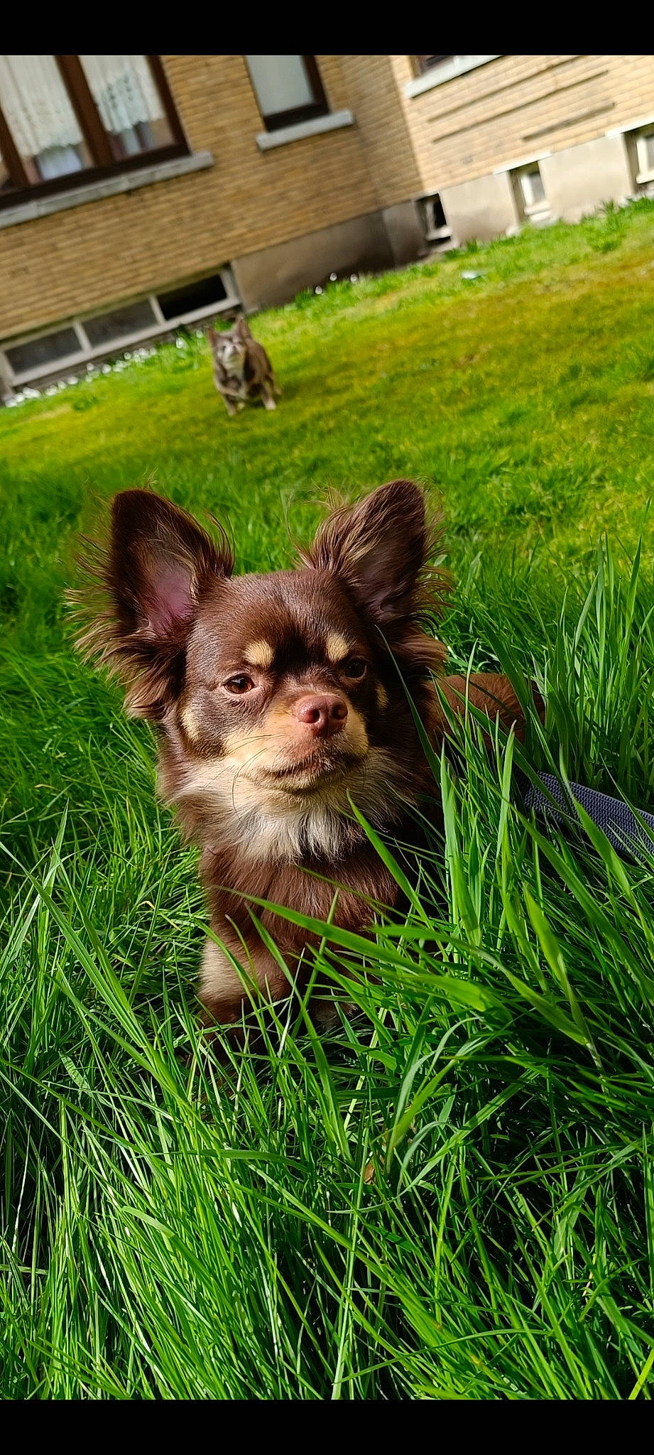 Bandit participe au concours pour gagner de l'argent avec cette photo : bench, canidae, carnivore, chihuahua, companion_dog, dog, dog_breed, ear, fawn, fur, grass, liver, plant, russkiy_toy, snout, sporting_group, terrestrial_animal, toy_dog, whiskers, working_animal