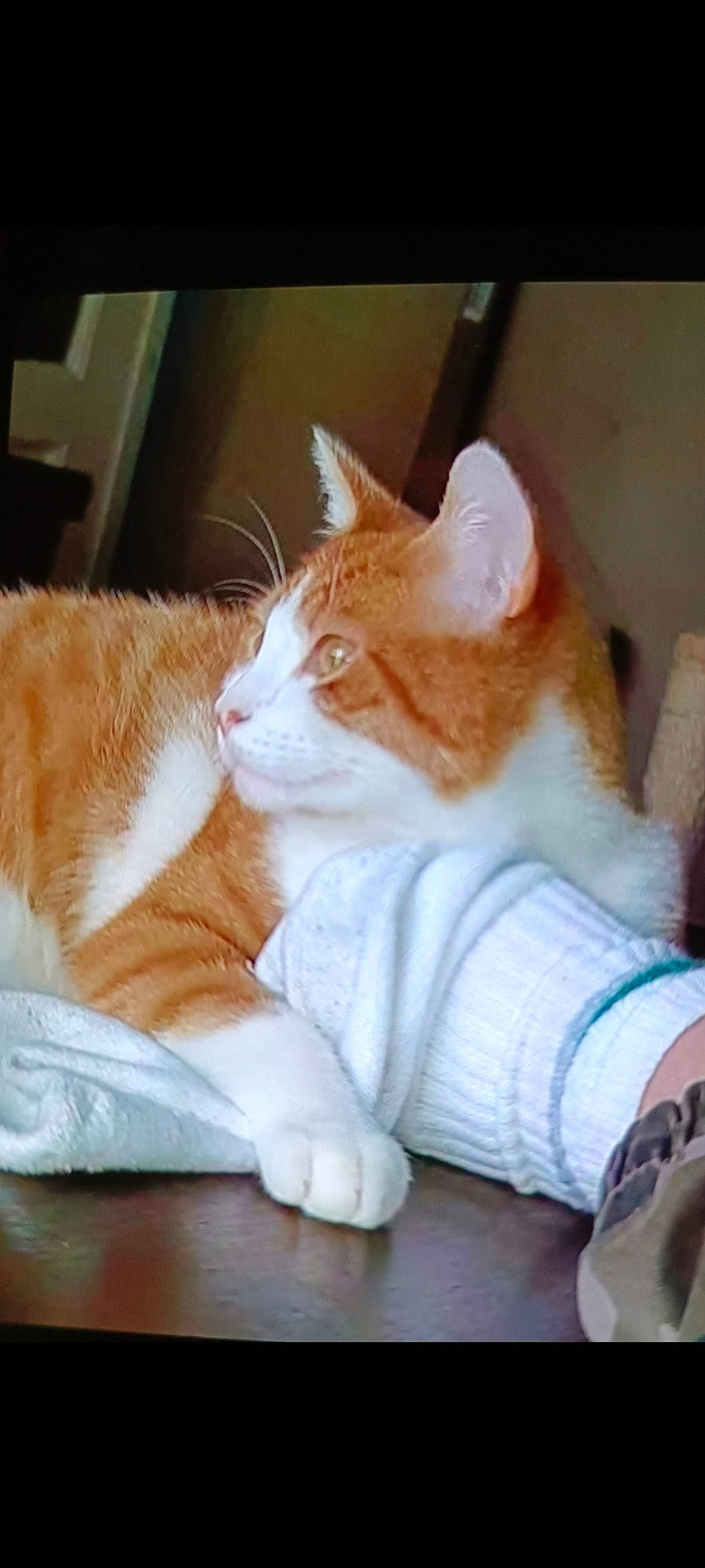 Bouboule participe au concours pour gagner de l'argent avec cette photo : art, carnivore, cat, claw, comfort, companion_dog, domestic_short_haired_cat, fawn, felidae, foot, fur, human_leg, lap, paw, sitting, small_to_medium_sized_cats, tail, whiskers, window, wood