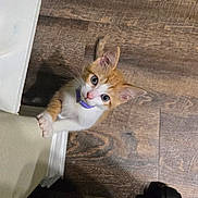 Princeton is registered to the contest to win money with this photo: animal, cat, claws, clinging, collar, curious, cute, ears, feline, flooring, indoor, kitten, looking_up, orange_and_white, pet, playful, step, whiskers, wooden_floor, young