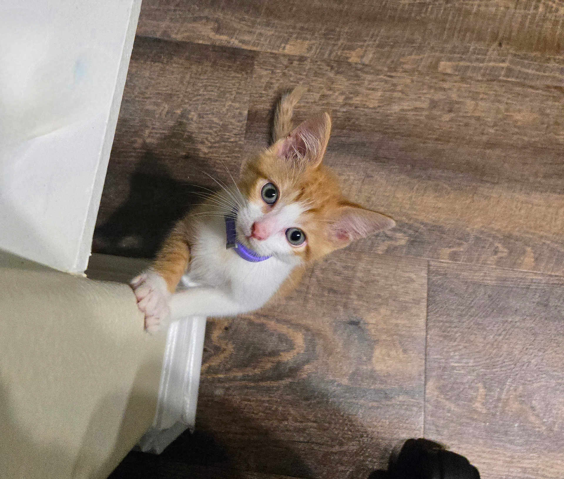 Princeton