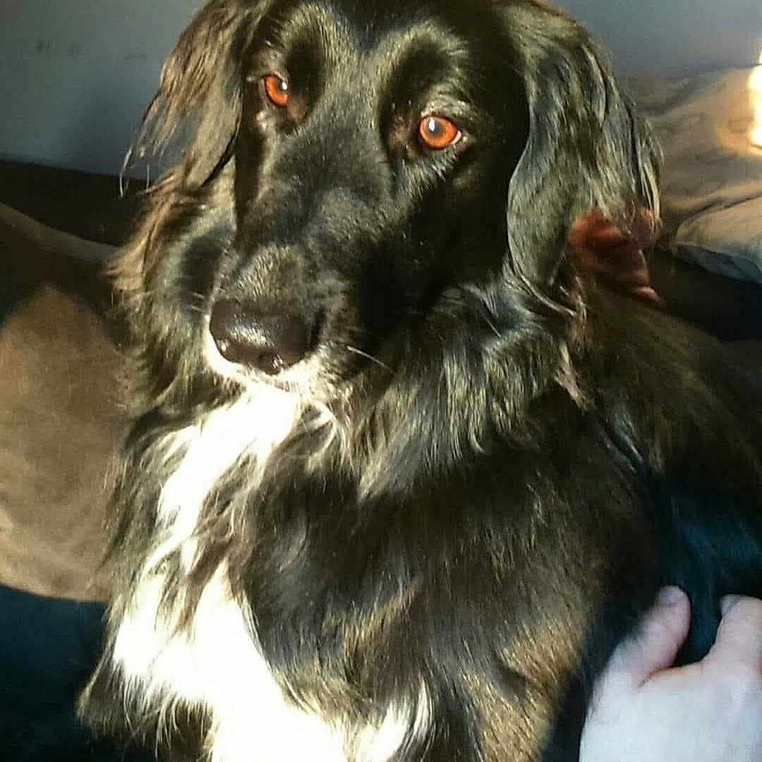 Maya participe au concours pour gagner de l'argent avec cette photo : animal, ball, blanket, canine, cockerspaniel, collie, couch, cushion, dog, furniture, goldenretriever, homedecor, hound, indoors, labradorretriever, pet, puppy, sport, tennis, tennisball