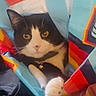 cat, black_and_white, pet, animal, bag, colorful, indoor, curious, paw, whiskers, eyes, collar, bell, plastic_bag, playful, cute, feline, domestic, cozy, closeup