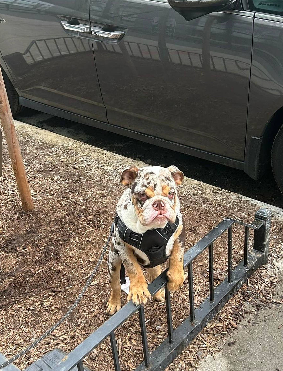 Banksy joined the competition — help win amazing prizes! asphalt, automotive_exterior, automotive_lighting, automotive_tire, bulldog, bumper, car, carnivore, companion_dog, dog, dog_breed, fawn, fence, fender, hood, snout, tire, vehicle, vehicle_door, wheel