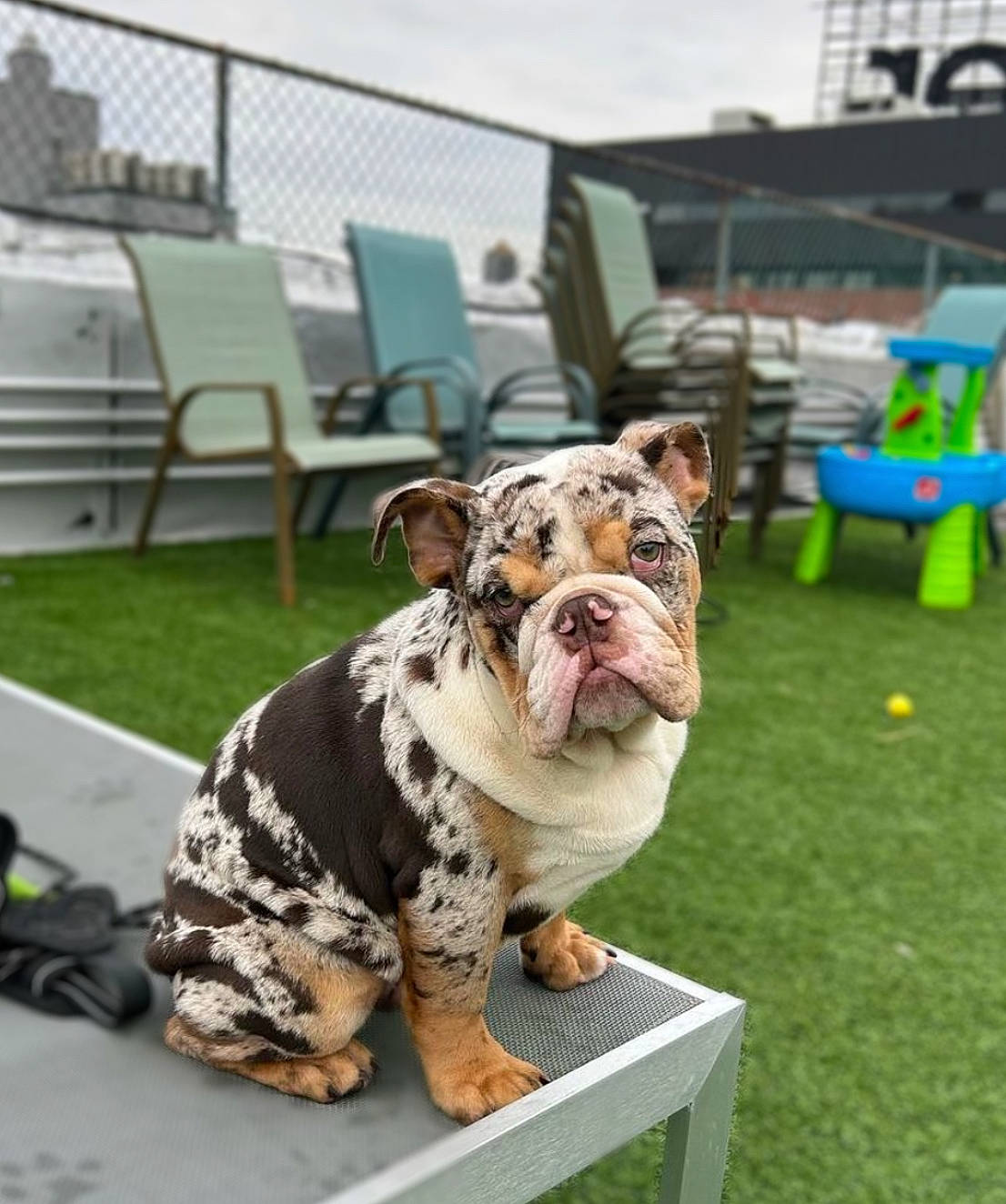 Banksy is registered to the contest to win money with this photo: ancient_dog_breeds, bulldog, canidae, carnivore, chair, companion_dog, dog, dog_breed, fawn, grass, molosser, non_sporting_group, old_english_bulldog, outdoor_furniture, snout, sporting_group, terrestrial_animal, working_animal, working_dog, wrinkle