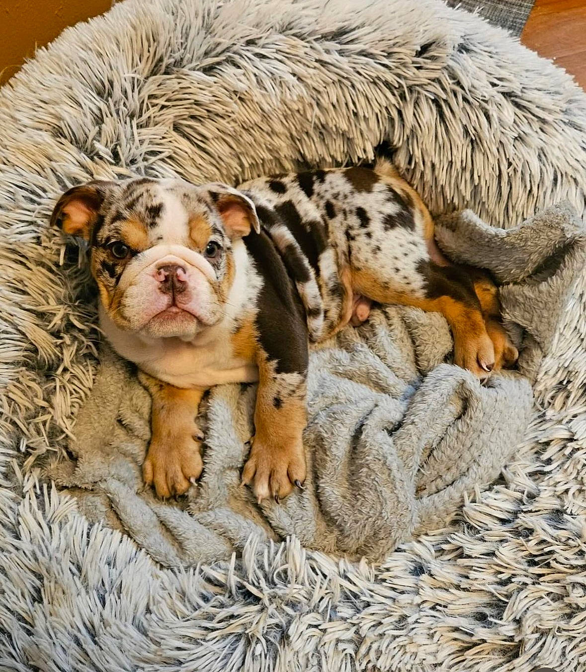 Banksy joined the competition — help win amazing prizes! bengal_tiger, bulldog, canidae, carnivore, comfort, companion_dog, dog_breed, fawn, felidae, fur, grass, paw, siberian_tiger, snout, sporting_group, terrestrial_animal, whiskers, wildlife, wood, wrinkle