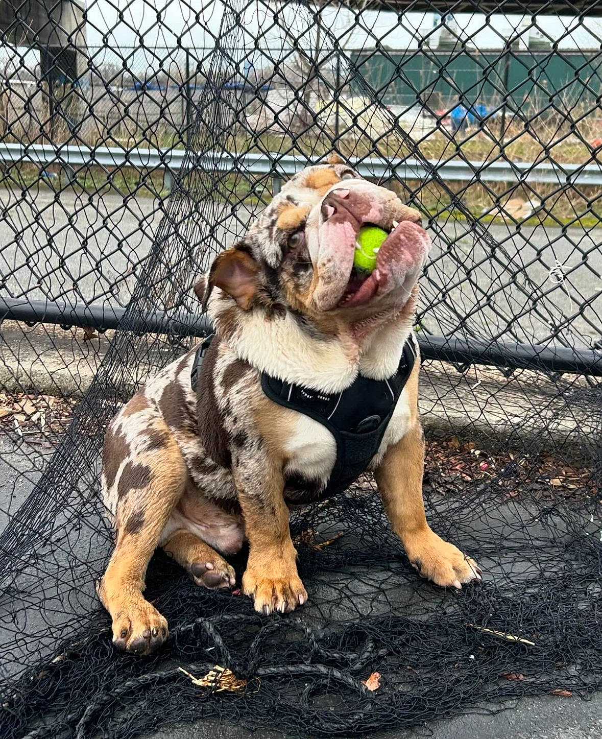 Banksy is registered to the contest to win money with this photo: animal_shelter, canidae, carnivore, chain_link_fencing, companion_dog, dog, dog_breed, dog_supply, fawn, fence, grass, mesh, paw, pet_supply, snout, sporting_group, tail, terrestrial_animal, wire_fencing, working_animal