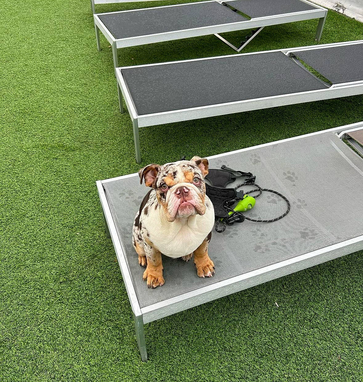 Banksy is registered to the contest to win money with this photo: bulldog, canidae, carnivore, companion_dog, dog, dog_breed, fawn, flooring, grass, lawn, outdoor_furniture, plant, racquet_sport, rectangle, road_surface, sporting_group, tennis, toy_dog, white_english_bulldog, working_animal