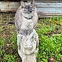 bell, blue_eyes, cat, close_up, collar, dirt, feline, garden, grass, greenery, ornamental, outdoor, paws, pet, portrait, rustic, sitting, stone_statue, whiskers, wooden_fence