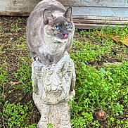 Ivory is registered to the contest to win money with this photo: blue_eyes, cat, close_up, curious, dirt, furry, garden, grass, greenery, moss, ornament, outdoor, paws, pet, sculpture, stone_statue, texture, tongue_out, wooden_wall, yard