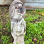 blue_eyes, cat, close_up, curious, dirt, furry, garden, grass, greenery, moss, ornament, outdoor, paws, pet, sculpture, stone_statue, texture, tongue_out, wooden_wall, yard