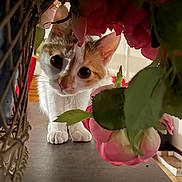 Lila participe au concours pour gagner de l'argent avec cette photo : cat, curious, flowers, pink, pet, animal, indoor, closeup, whiskers, ears, paws, face, feline, cute, nature, green, leaves, plant, domestic, adorable