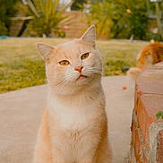 William is registered to the contest to win money with this photo: cat, cream_colored, sitting, outdoor, garden, brick_wall, curious, pet, animal, feline, pathway, greenery, blurred_background, fur, whiskers, ears, tail, daylight, nature, companion