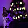 animal, bokeh, cat, christmas_tree, closeup, collar, cute, decorations, domestic_animal, feline, festive, holiday, indoor, lights, night, pet, portrait, purple_light, soft_focus, tag