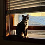 Susie joined the competition — help win amazing prizes! animal, blinds, cat, collar, cozy, daylight, domestic, feline, house, indoor, peaceful, pet, quiet, resting, shadow, sitting, sunlight, window, window_sill, wooden_frame