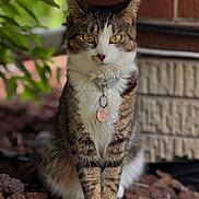 Susie joined the competition — help win amazing prizes! cat, tabby, sitting, outdoor, rocks, collar, pet, animal, fur, whiskers, greenery, brick_wall, nature, closeup, portrait, golden_eyes, plant, ground, tag, calm