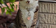 Susie joined the competition — help win amazing prizes! animal, brick_wall, calm, cat, closeup, collar, fur, golden_eyes, greenery, ground, nature, outdoor, pet, plant, portrait, rocks, sitting, tabby, tag, whiskers