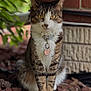 cat, tabby, sitting, outdoor, rocks, collar, pet, animal, fur, whiskers, greenery, brick_wall, nature, closeup, portrait, golden_eyes, plant, ground, tag, calm