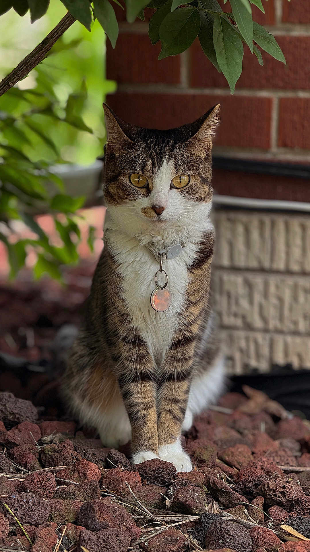 Susie joined the competition — help win amazing prizes! cat, tabby, sitting, outdoor, rocks, collar, pet, animal, fur, whiskers, greenery, brick_wall, nature, closeup, portrait, golden_eyes, plant, ground, tag, calm