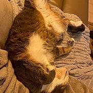 Teddy a rejoint le concours — aidez-le/la à gagner de superbes lots ! blanket, brown_fur, cat, comfort, couch, cozy, cute, feline, fur, home, indoor, paws, pet, relaxed, resting, sleeping, soft, tabby, whiskers, white_fur