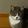 cat, gray_cat, white_cat, indoor, pet, animal, feline, looking_at_camera, close_up, whiskers, ears, sitting, wooden_background, calm, domestic_cat, portrait, fur, face, eyes, nose