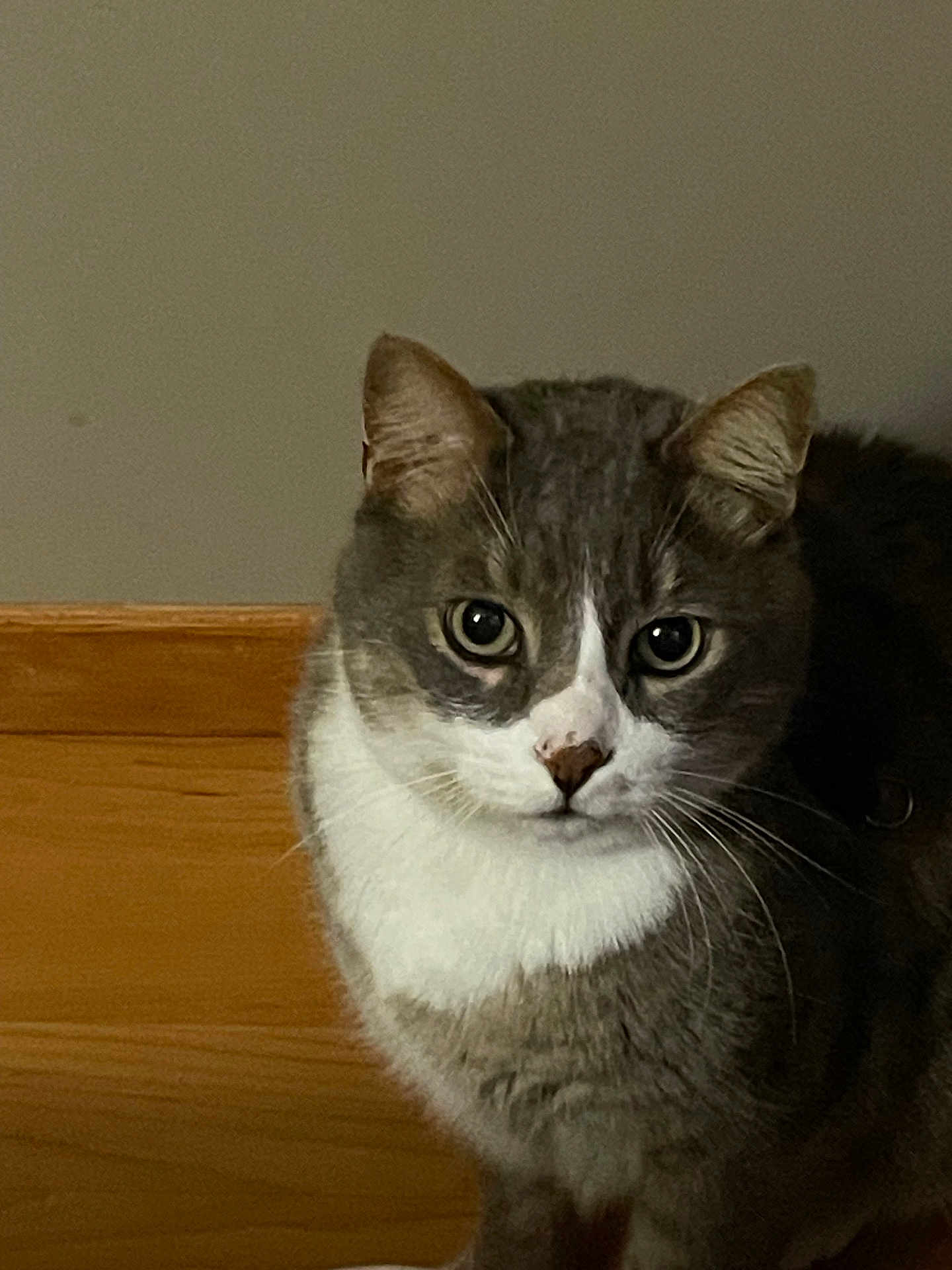 Teddy a rejoint le concours — aidez-le/la à gagner de superbes lots ! cat, gray_cat, white_cat, indoor, pet, animal, feline, looking_at_camera, close_up, whiskers, ears, sitting, wooden_background, calm, domestic_cat, portrait, fur, face, eyes, nose