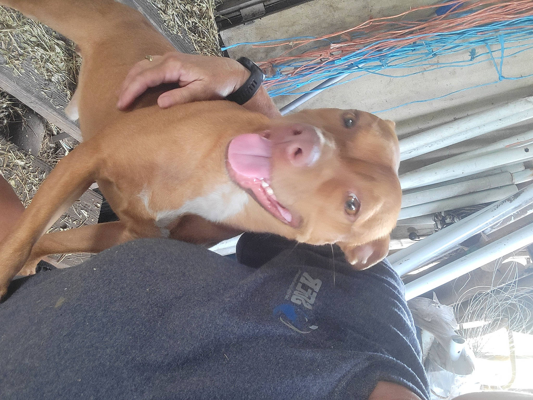 Red Dog is registered to the contest to win money with this photo: canidae, carnivore, chest, companion_dog, dog, dog_breed, elbow, fawn, gesture, human_leg, jaw, pet_supply, selfie, snout, sporting_group, thigh, throat, trunk, working_animal, wrist