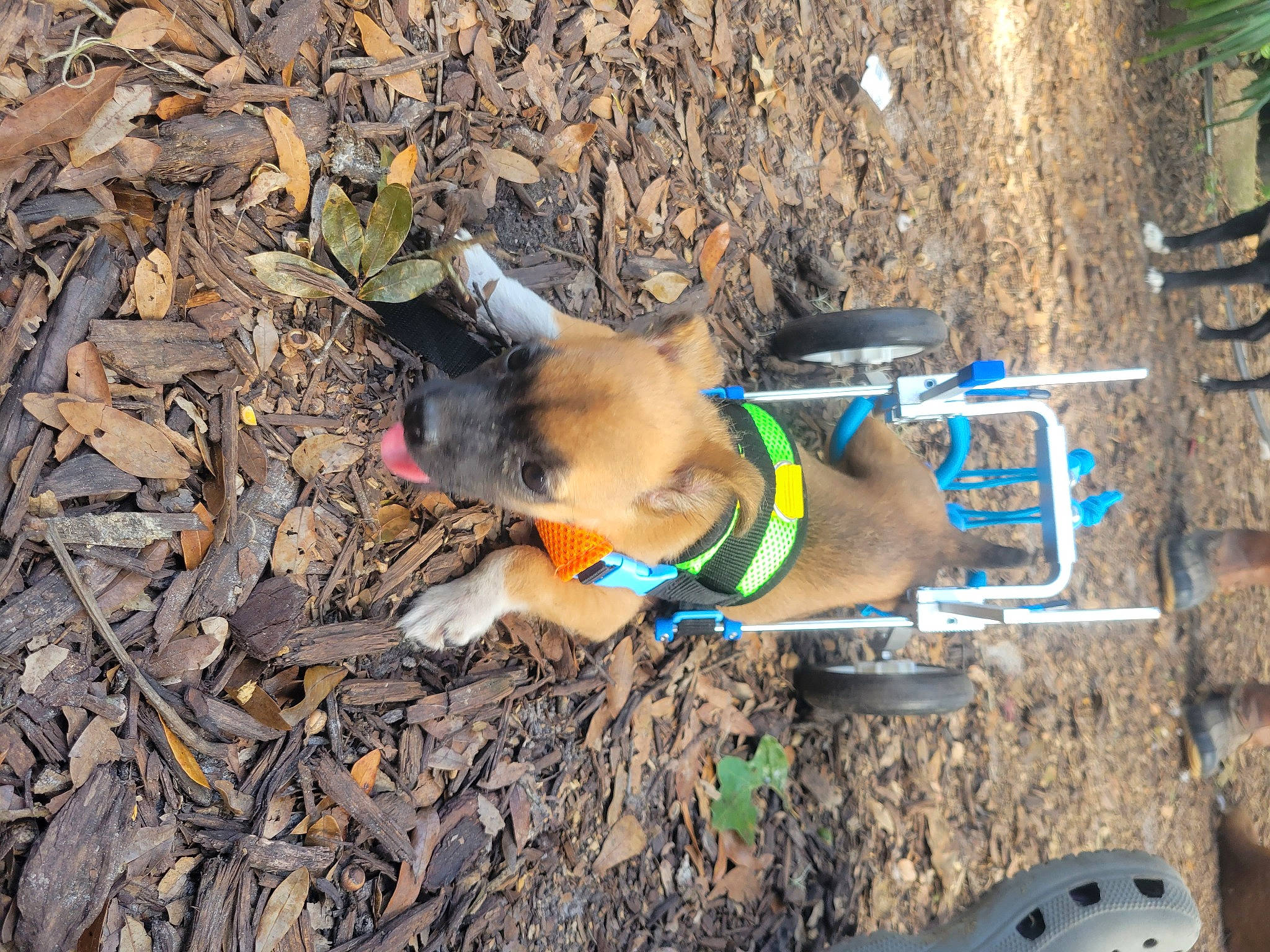 Sadie Bug joined the competition — help win amazing prizes! adventure, canidae, carnivore, collar, dog, dog_breed, dog_supply, fawn, grass, leash, pet_supply, plant, soil, sporting_group, tail, tree, working_animal