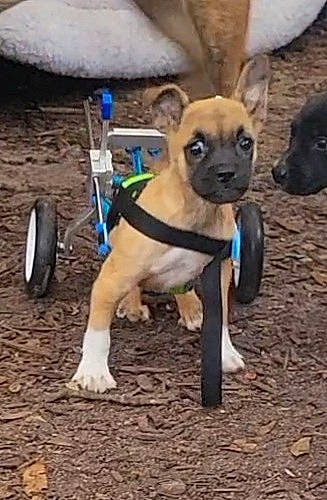 Sadie Bug joined the competition — help win amazing prizes! canidae, carnivore, collar, companion_dog, dog, dog_breed, dog_clothes, dog_collar, dog_supply, fawn, leash, pet_supply, pug, snout, sporting_group, tail, tire, toy_dog, working_animal, wrinkle