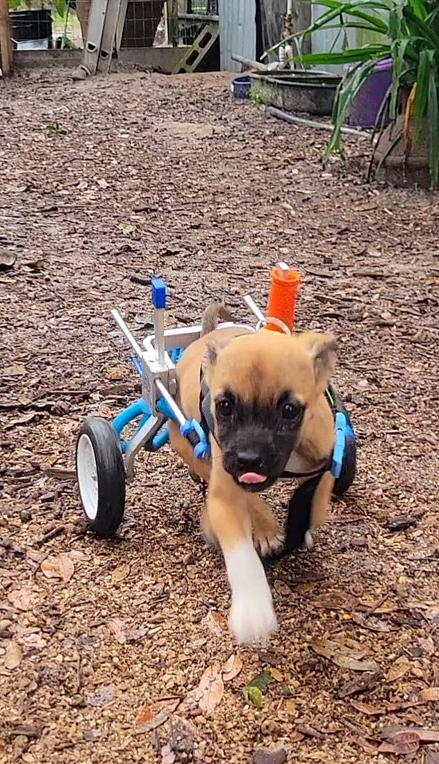 Sadie Bug joined the competition — help win amazing prizes! automotive_tire, canidae, carnivore, companion_dog, dog, dog_breed, dog_supply, fawn, grass, plant, pug, recreation, snout, soil, sporting_group, sunglasses, tire, toy_dog, wheel, working_animal
