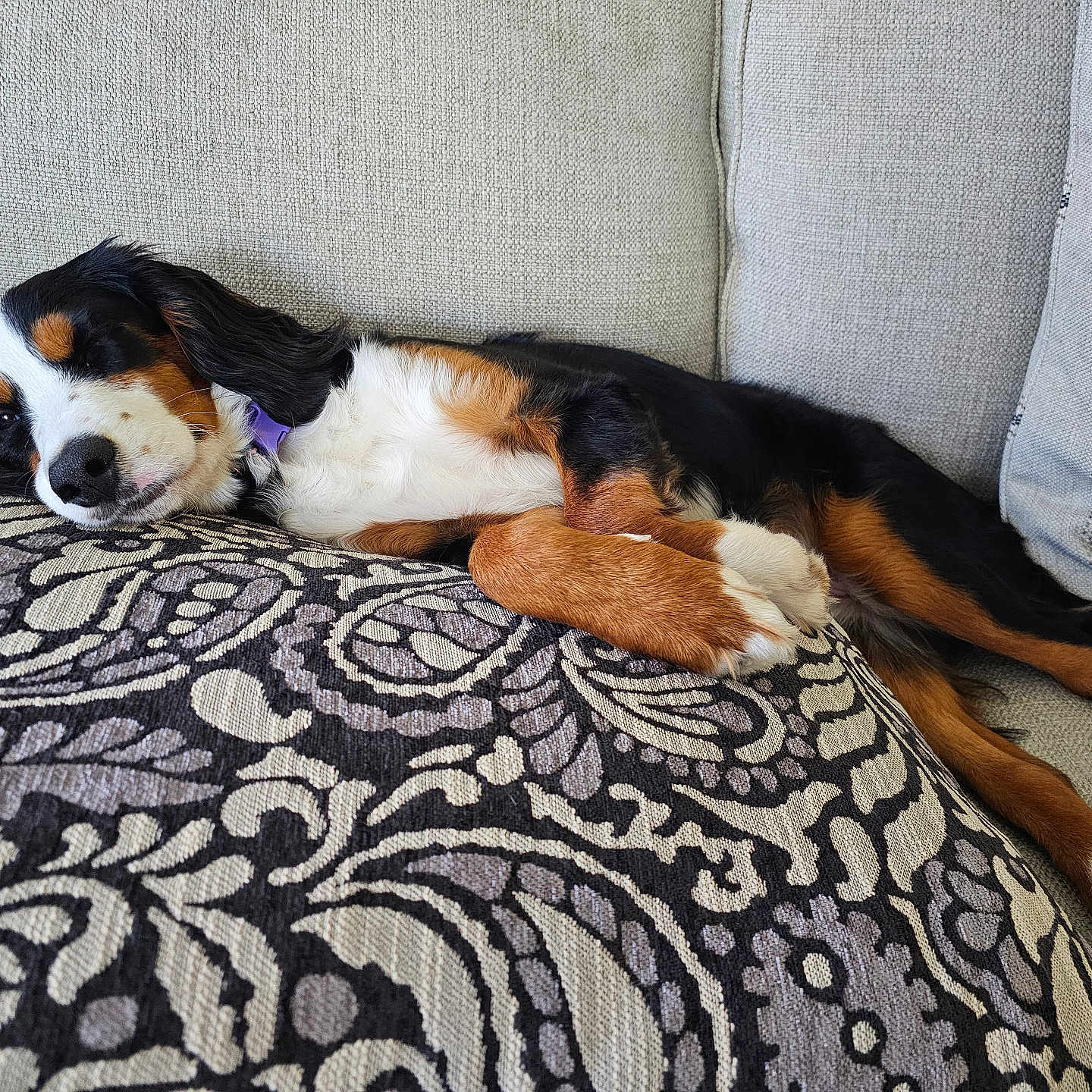 Rory joined the competition — help win amazing prizes! animal, appenzeller, architecture, beagle, blanket, canine, chair, cockerspaniel, couch, cushion, dog, furniture, homedecor, hound, linen, person, pet, pillow, puppy, sleeping