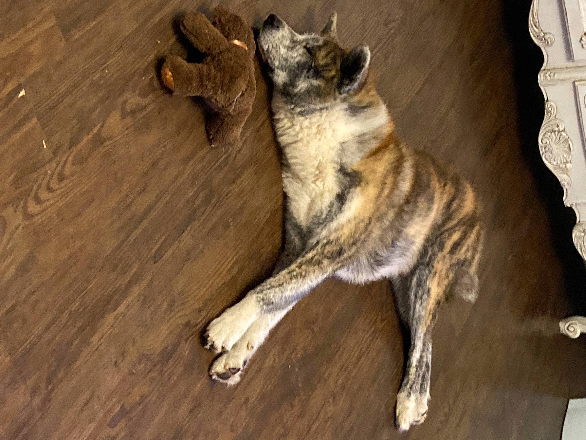 Hector a rejoint le concours — aidez-le/la à gagner de superbes lots ! canidae, carnivore, dog, dog_breed, fawn, felidae, floor, flooring, fur, hardwood, paw, plank, small_to_medium_sized_cats, snout, sporting_group, tail, terrestrial_animal, whiskers, wood, wood_stain