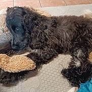 Aiden participe au concours pour gagner de l'argent avec cette photo : dog, puppy, black_fur, curly_fur, plush_toy, stuffed_animal, lying_down, indoor, floor_tiles, blanket, blue_fabric, pet, cute, resting, animal, cozy, snout, ears, paw, relaxed