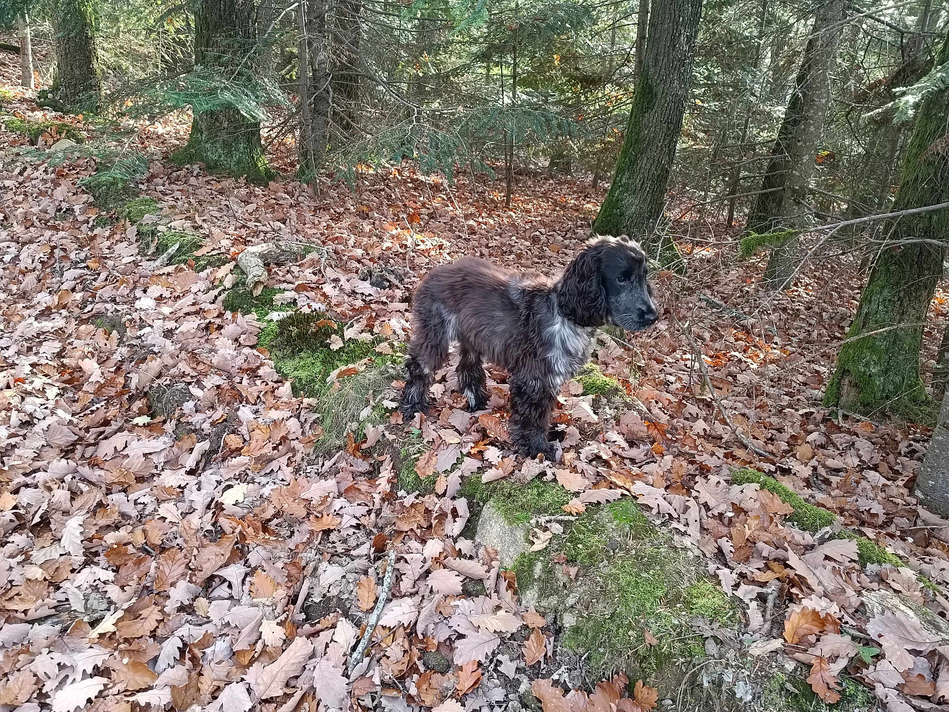 Aiden participe au concours pour gagner de l'argent avec cette photo : dog, forest, tree, leaves, moss, rock, outdoor, nature, autumn, animal, pet, canine, fur, branch, ground, daylight, wilderness, walking, scenery, quiet