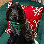 Aiden participe au concours pour gagner de l'argent avec cette photo : bandana, black, chair, cozy, cushion, cute, decor, dog, fur, gray, green, holiday, indoor, pet, portrait, puppy, red, sitting, snowflake_pattern, white_tail_tip
